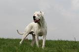 DOGUE ARGENTIN 427